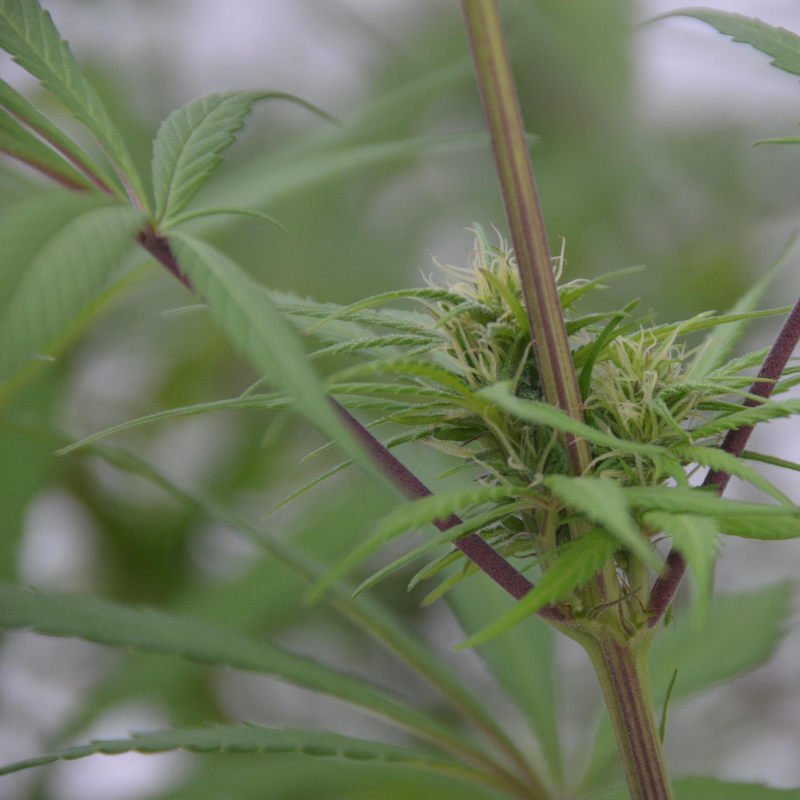 blogartikel-cannabis-samen-pflanzen-800x800px