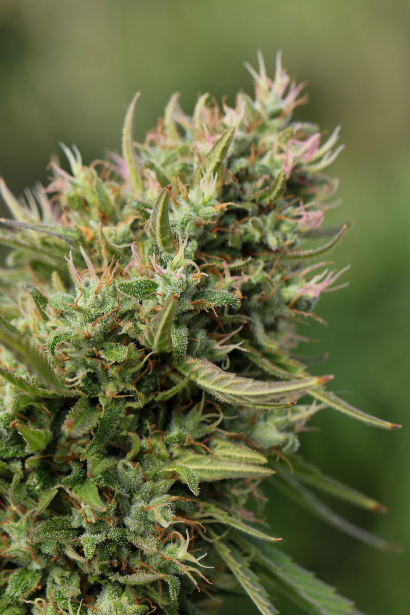 cannabis-samen-800x1200px